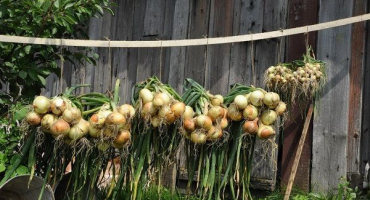 Když potřebujete odstranit sadbu cibule ze zahrady a jak ji uložit doma?